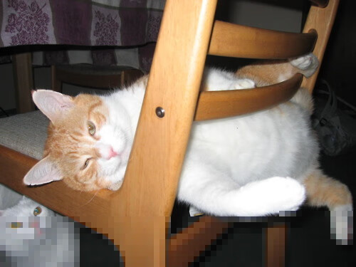 开云官方网站-“球迷狂欢：最感人应援场面回顾”，球迷球迷