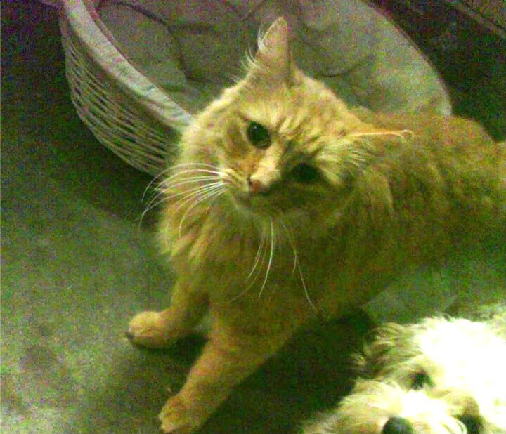 开云官网APP下载-“非洲雄狮”雪地奔袭90米破门！冬奥热搜第一！，最新非洲雄狮纪录片