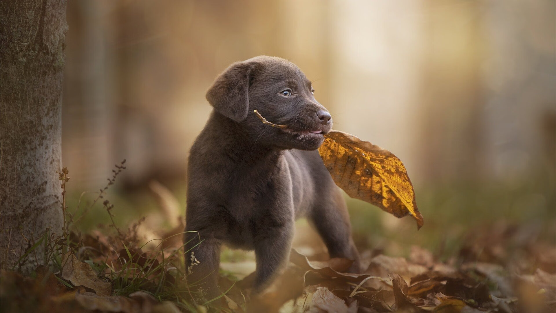 《2025英雄联盟季中赛,传奇再次上演》,2050年英雄联盟总决赛