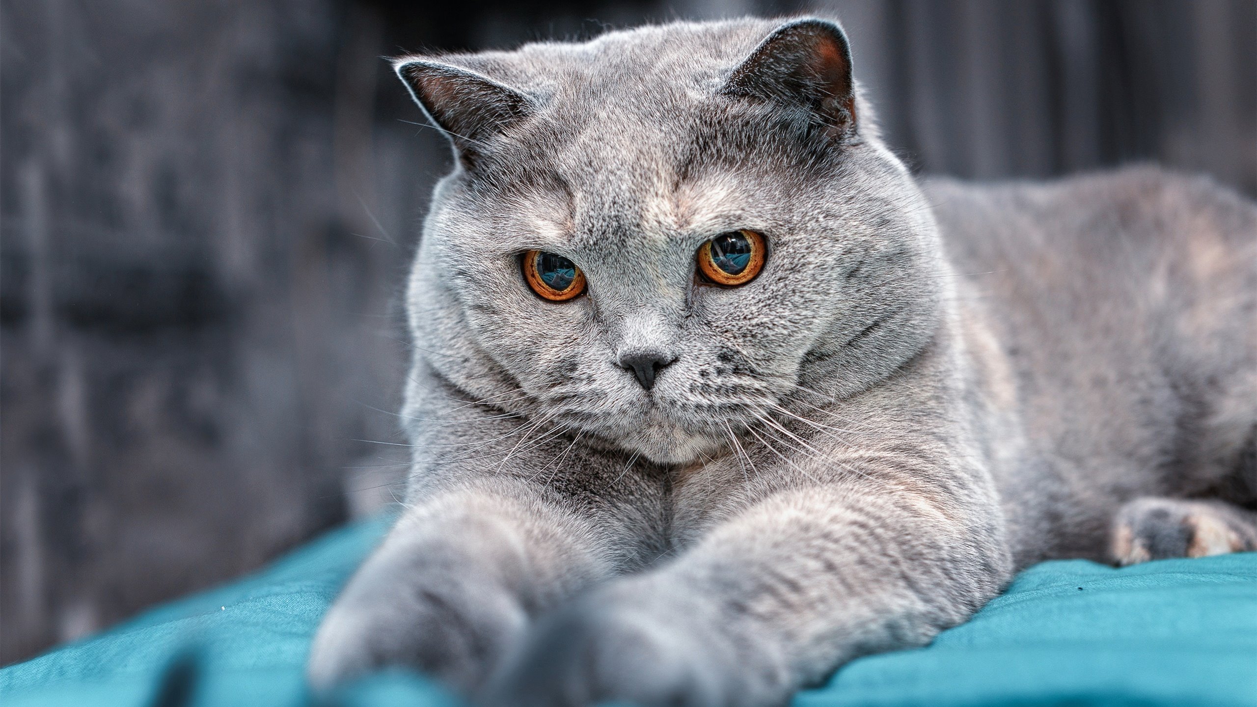 中国篮球新政策鼓励企业赞助,商业合作拓展,中国国家篮球队官方供应商