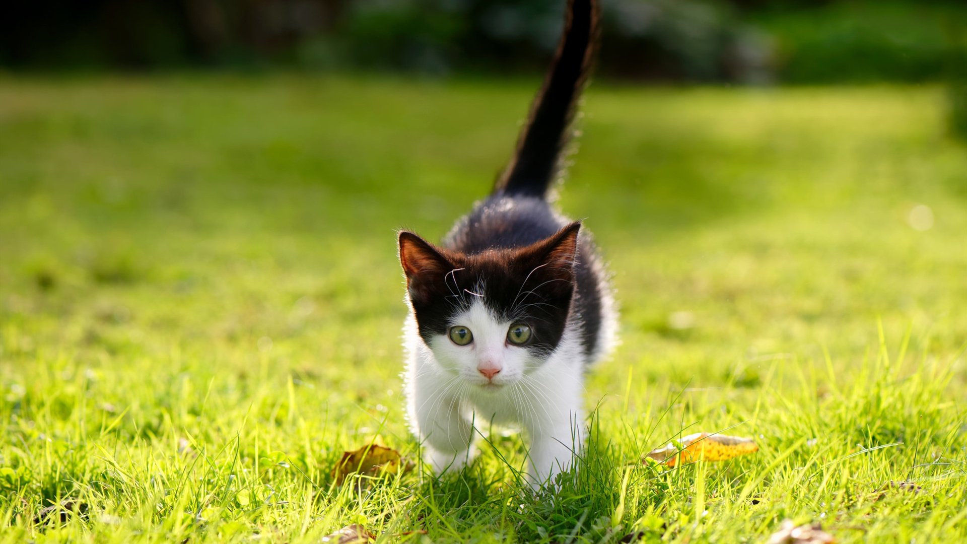 开云官方-凯尔特人在季后赛中持续发挥塔图姆的“火焰模式”！，凯尔特人塔图姆超清壁纸