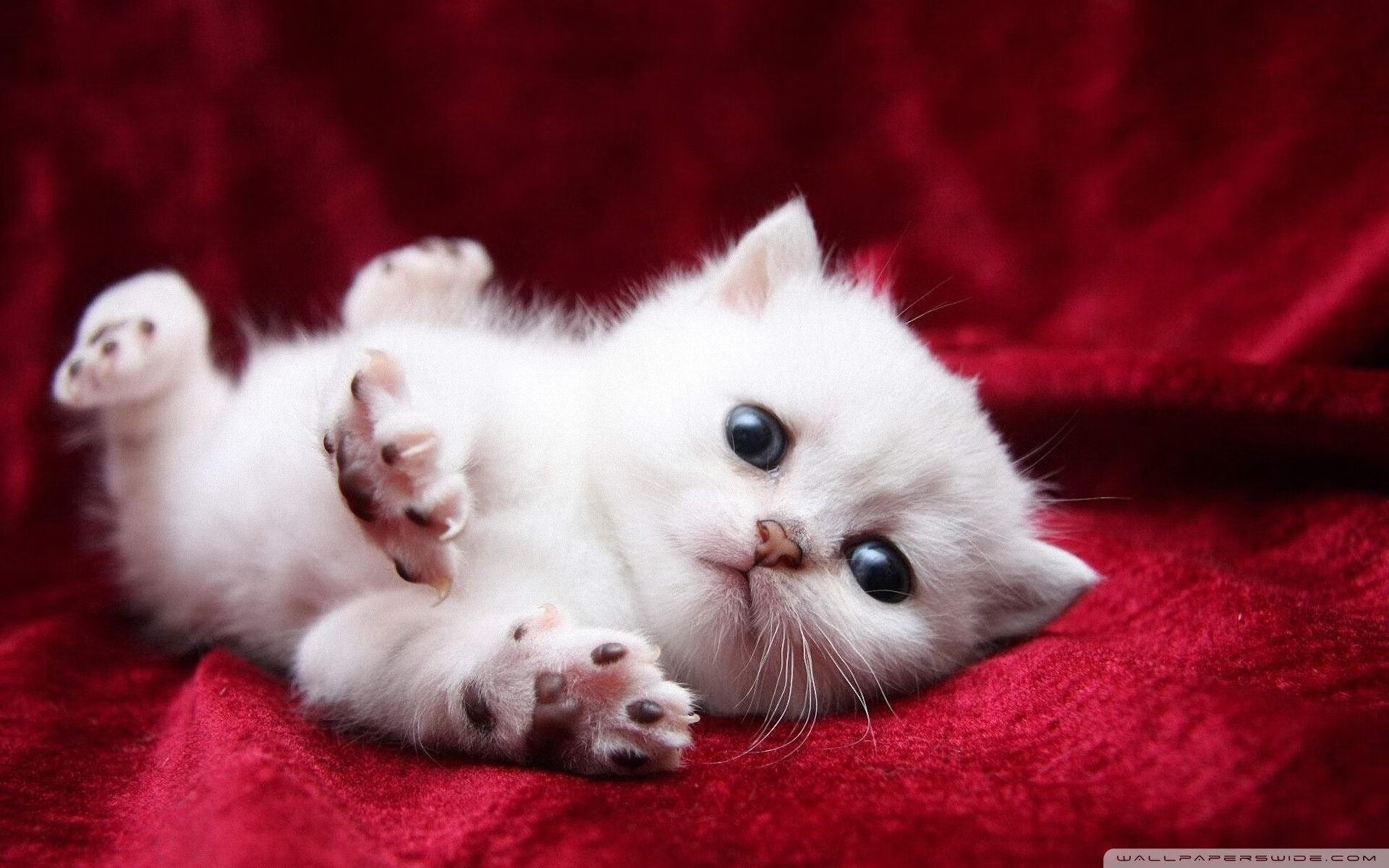 开云·Kaiyun网页版-特色青训“高端赛+创新课程”在全国多地广泛铺开，行业水平不断突破