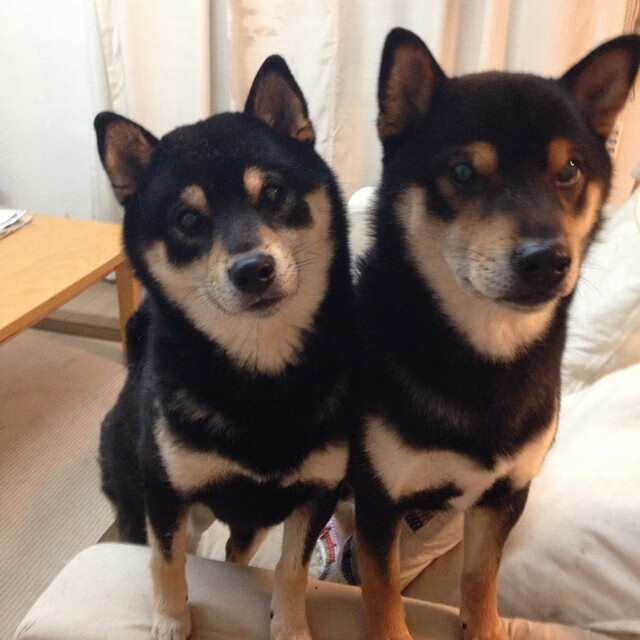 青少足球裁判“网络直播评审”新模式在多地试点,青少年足球比赛直播