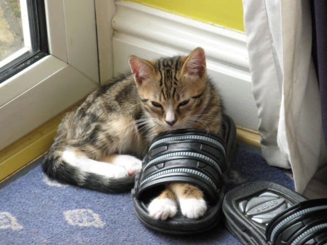 外援亮眼表现引发球迷狂热,引领球队取得胜利,外援篮球