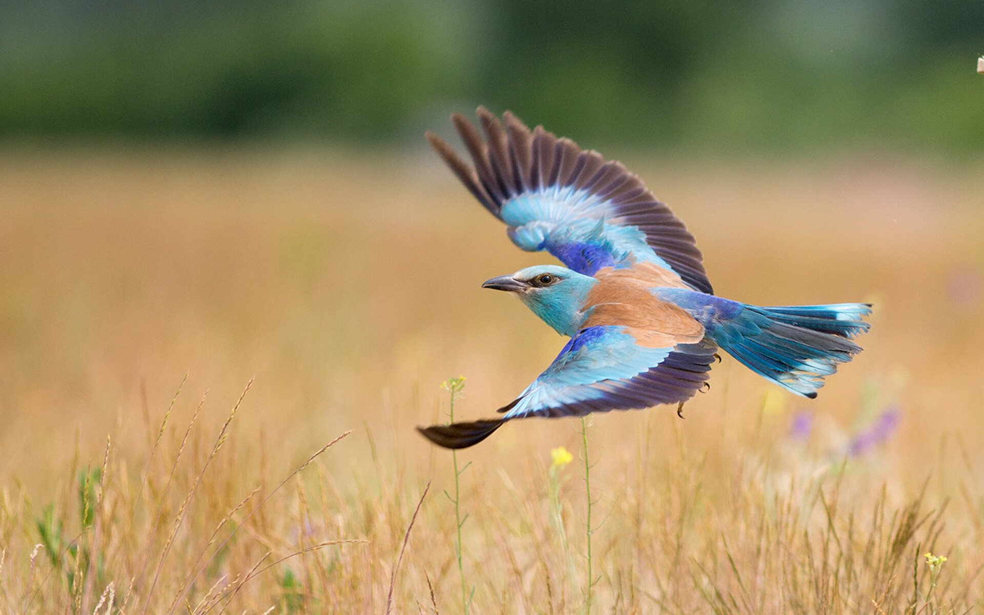 kaiyun开云·官方网站-意大利网球选手在男子单打中获得银牌，意大利网球新星