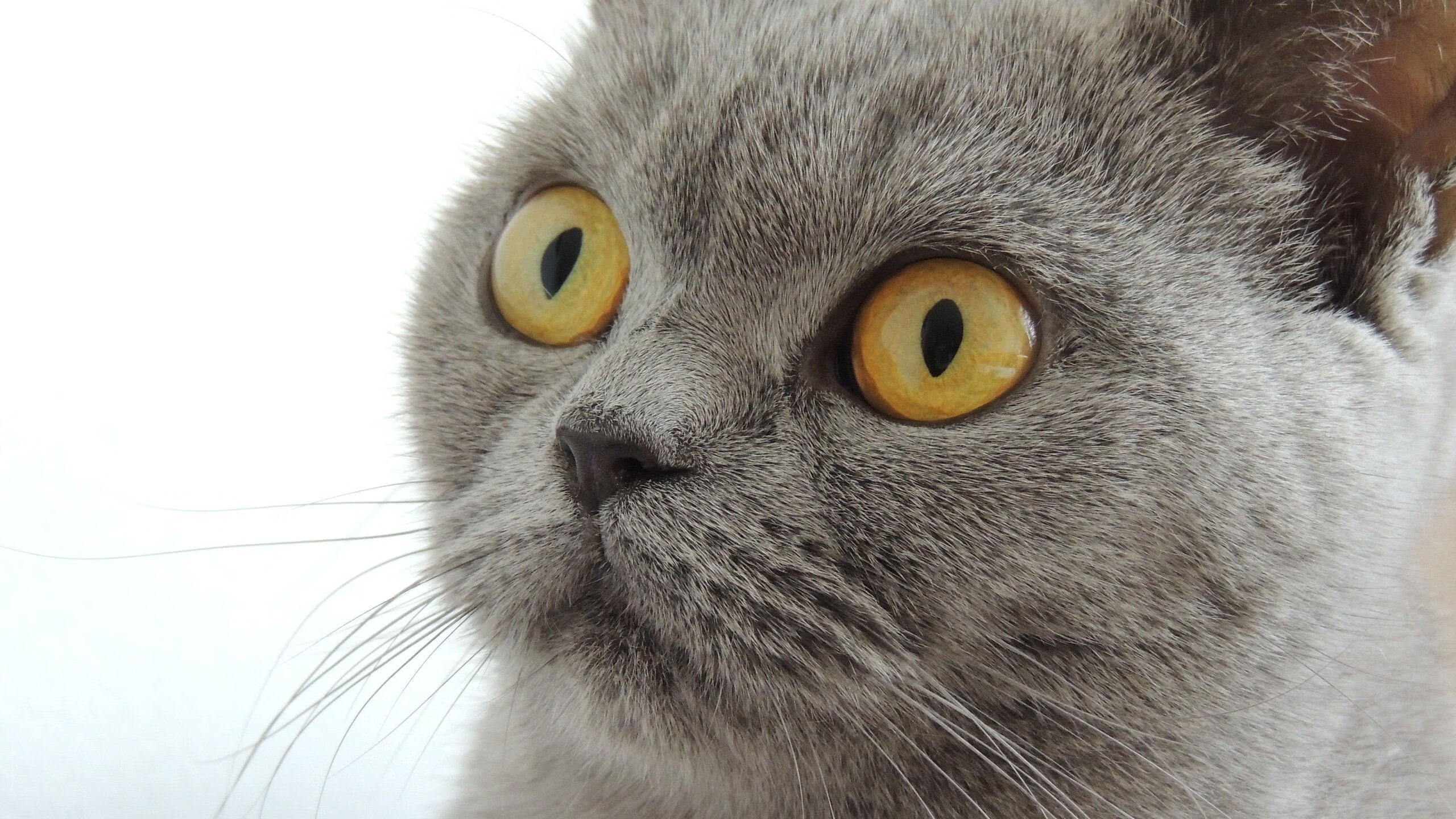 开云网站-摩洛哥队青训体系初见成效，摩洛哥队阵容