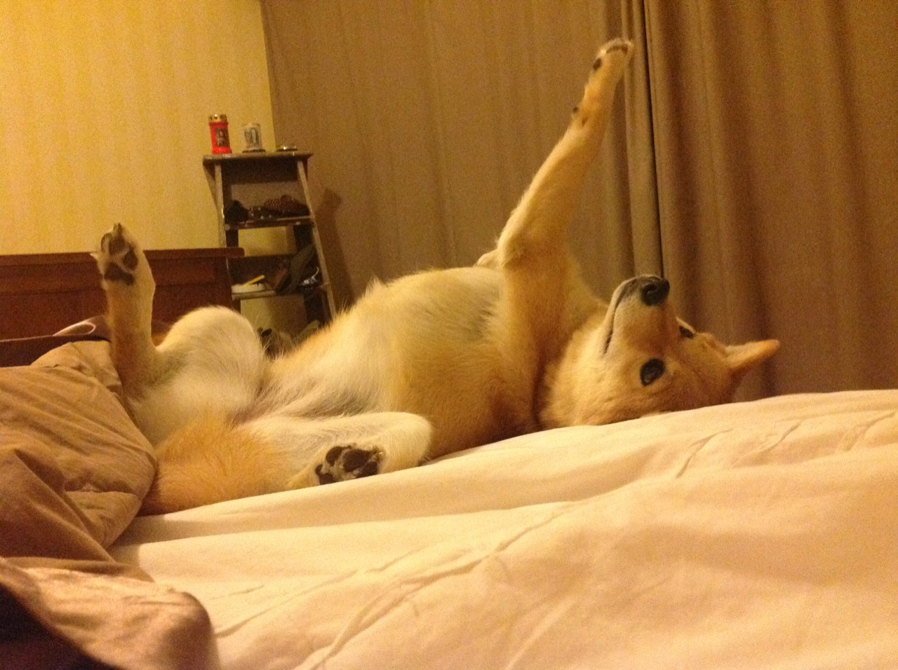 开云官方网页登录-日本足球小将表现令人期待，日本足球小将表现令人期待的是谁