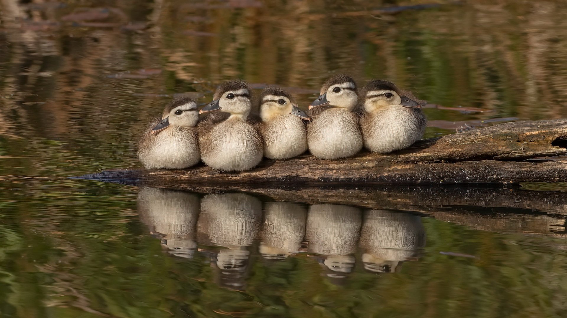爱沙尼亚客场失利,欧洲杯前景渺茫,爱沙尼亚队