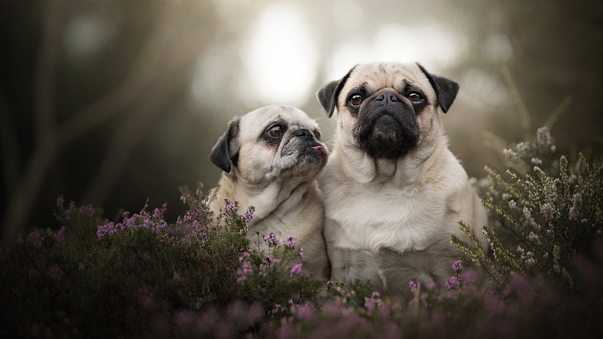 kaiyun体育综合-中国香港队赛制解析：如何通过团体赛提高整体实力，香港队员