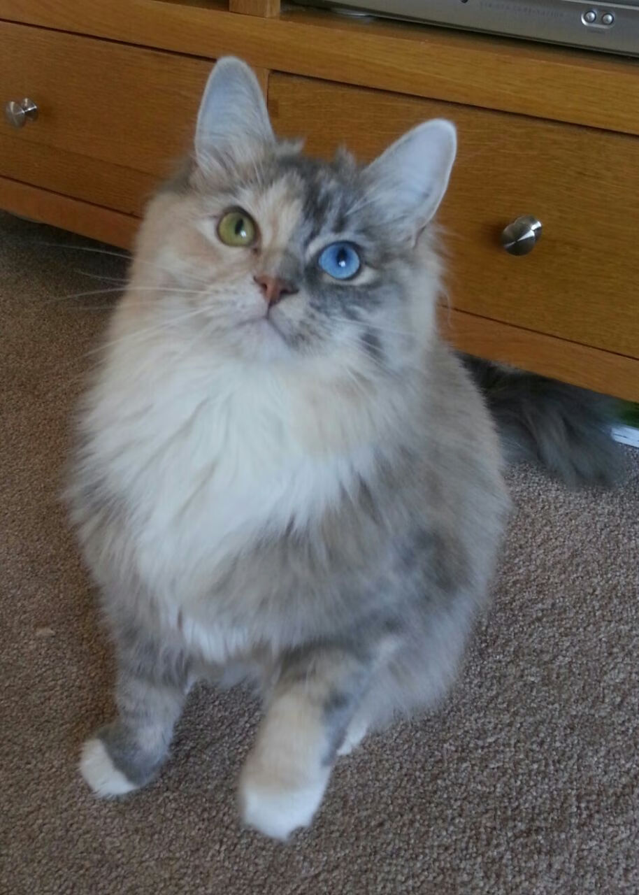 快攻转换效率排名第一的球队揭秘,快攻成功率最高