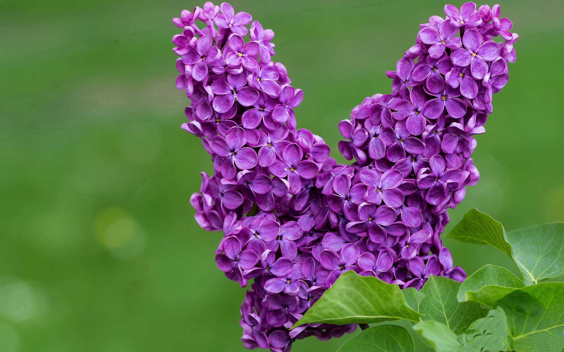 快攻转换效率排名第一的球队揭秘,快攻成功率最高