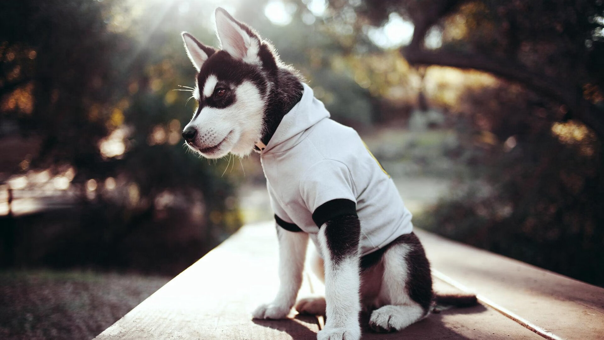 kaiyun网站-明星运动员开设个人公益体育课堂，体育明星赞助的选择策略