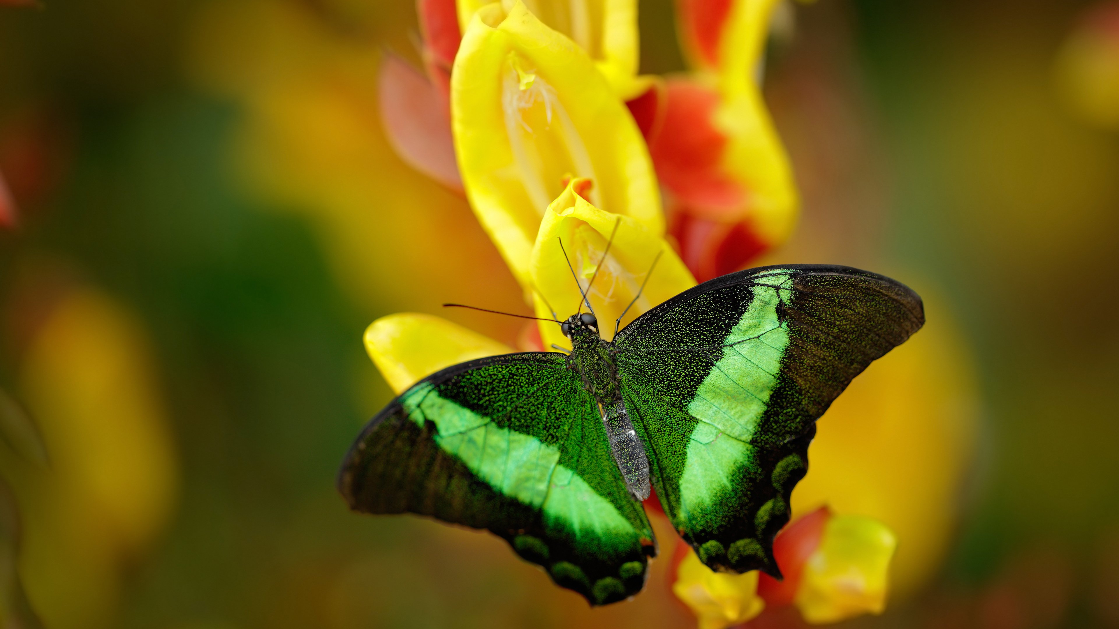 开云网页版登录入口-美国队在国际乒联混合团体世界杯中的整体战术分析与表现，美国乒乓球职业联赛