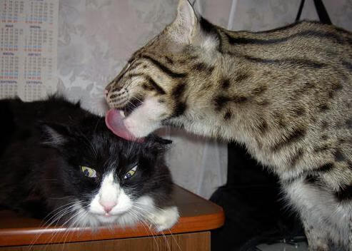 kaiyun登录入口-马洛卡核心回归增强中场调度能力，马洛卡vs莱加内斯