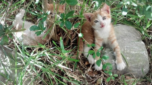 希腊男篮在欧洲锦标赛中再夺冠军，续写辉煌历史，希腊男篮遭绝杀无缘奥运
