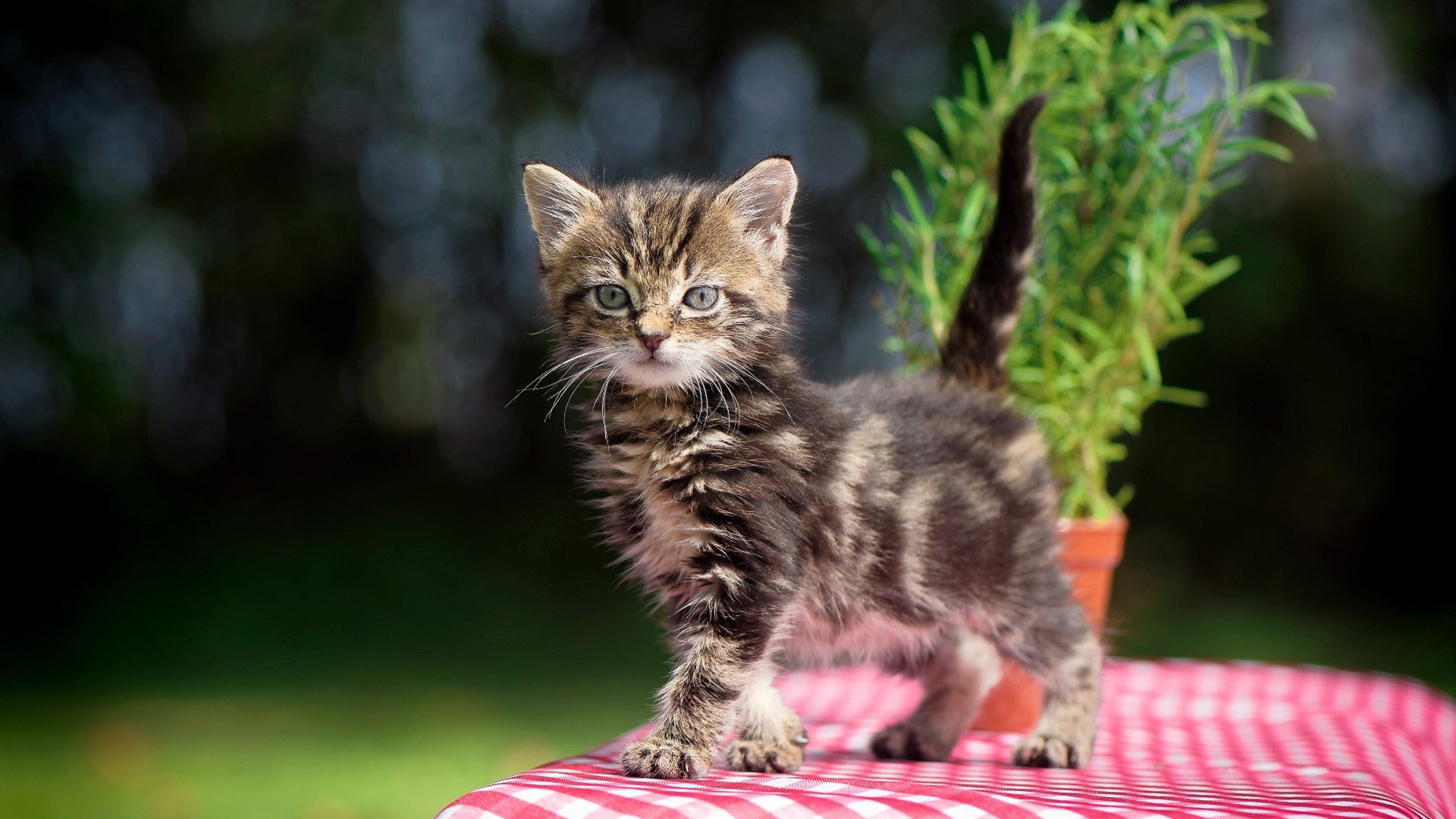 开云官方网页登录-欧洲杯变阵惊喜：策略变化引爆现场！，欧洲杯怎么变2021